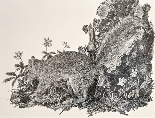 - a , Ink, Paper drawing by Nicholas Smith, measuring 20 x 25 cm (H x W) framed at 35 x 43 cm £250